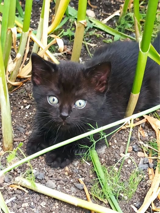 Котят в добрые руки