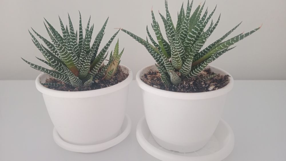 Продам цветы.Цены от 500 и выше.