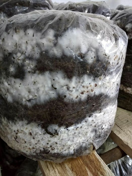 Qo'ziqorin urug'i veshinka. КА - 17 Семена Грибов Вешинка