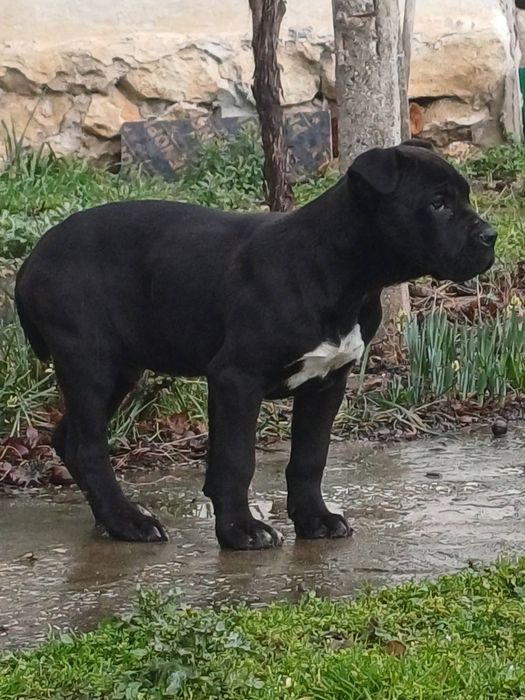 Кане корсо страхотно куче.