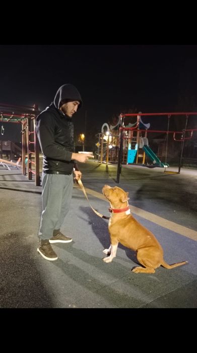 Отдам бесплатно кобель