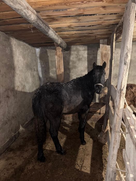 Ұрғашы Тай сатылады