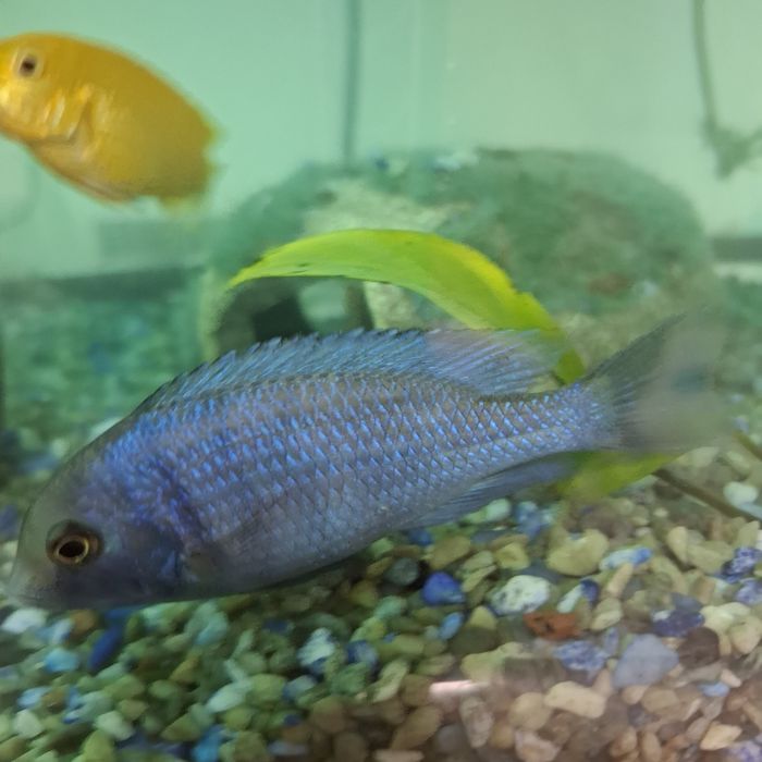 Продам аквариум с рыбками