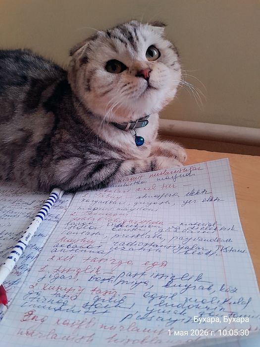 Мушук  сотилади. ПРОДАЁТСЯ Котёнок