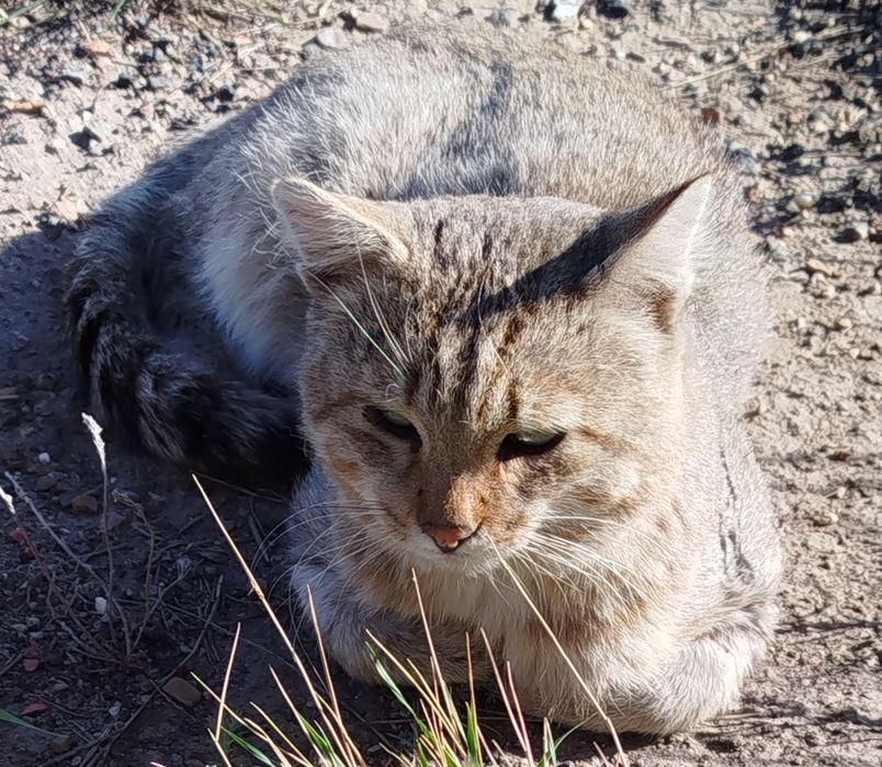 Котик мышелов в добрые руки