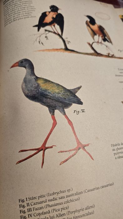Carte de Colecție „Zoologia Ilustrată” – Ediție Mare,