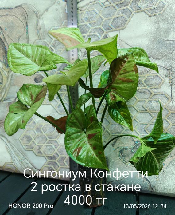 Комнатные цветы. Живые цветы.