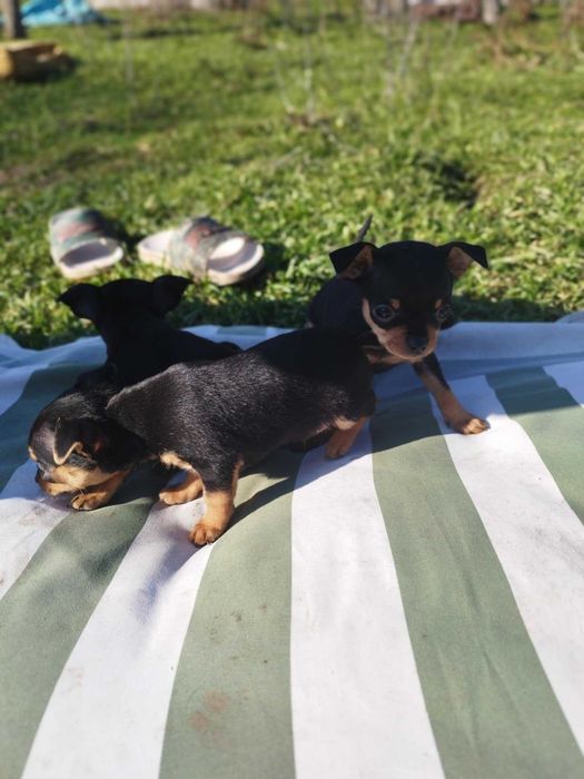 Малки пинчерчета