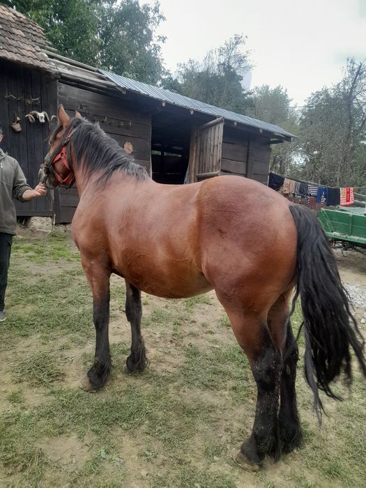 De vanzare urgent rosu manz de 3 ani si suru 3 ani
