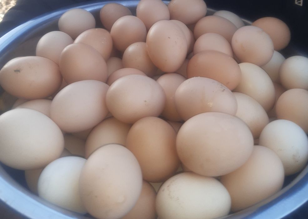 Qora shaxzoda tuxumlar bostirishga va inkubatorga zakaz olamiz