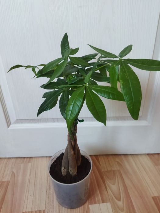 Комнатные цветы продам
