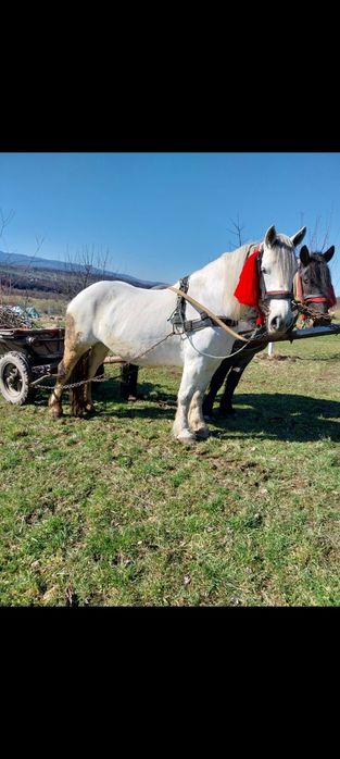 Vând iapa și cal garantați de ham