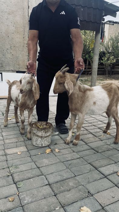 Битл нуби шатыс ешкілер