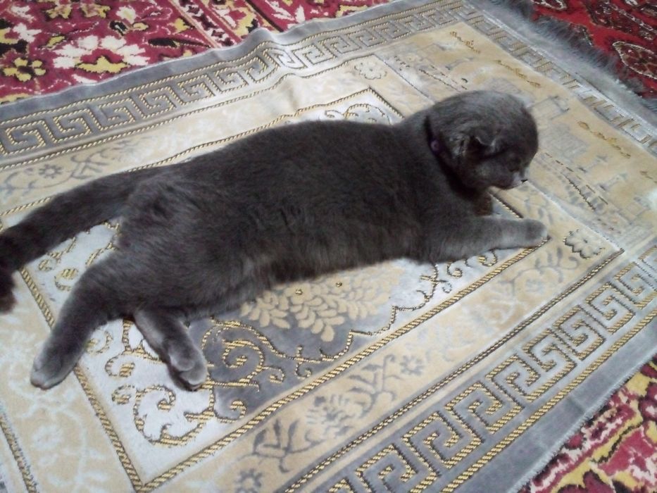 Britan mushuk sotiladi.(nasli toza)