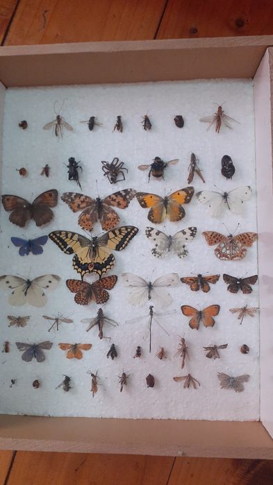 Insectar scola pt elevi si studenti
