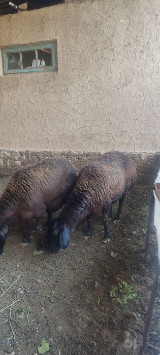 2 egizchi qoy 2 oylik boğoz va 2 ta 2 qoringa boğoz qoyla sotiladi