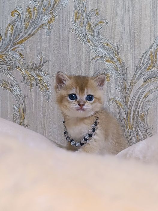 Котята золотые шиншиллы!