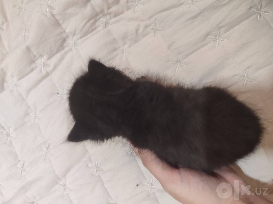 котёнок маленький
