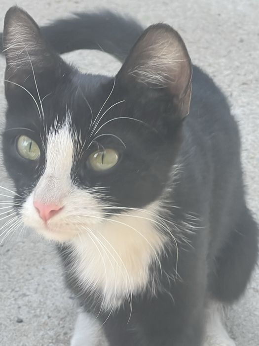 Отдам кошку 10 месяцев