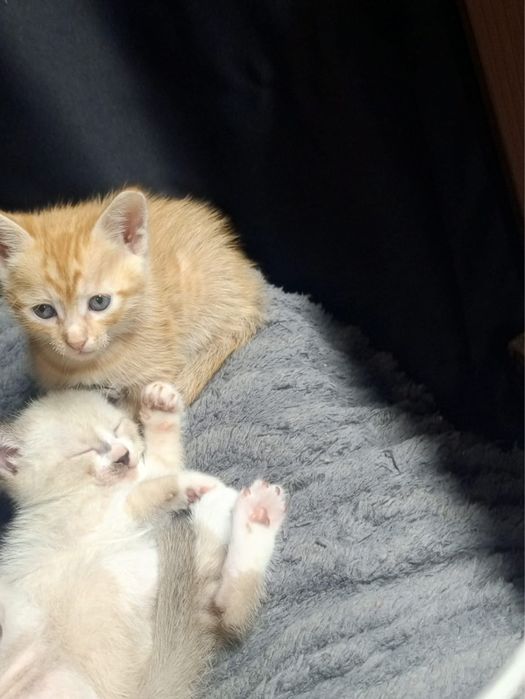 Котята от сфинска. Игривые, ласковые