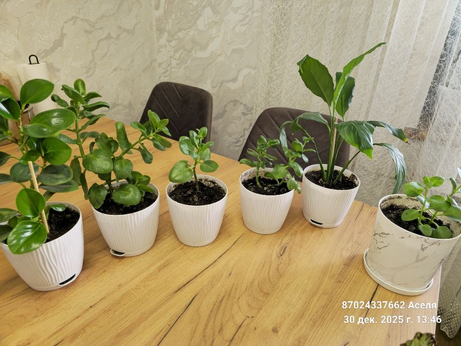 Комнатные цветы много