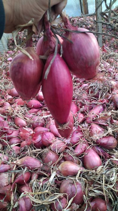 Seminte de ceapa de apa de buzau