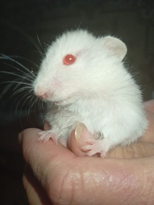 Хамеки животное .