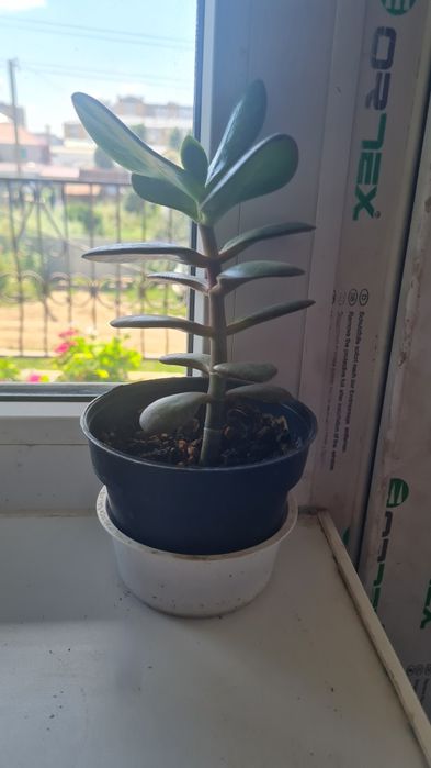 Кактус,денежное дерево,хлорофитум