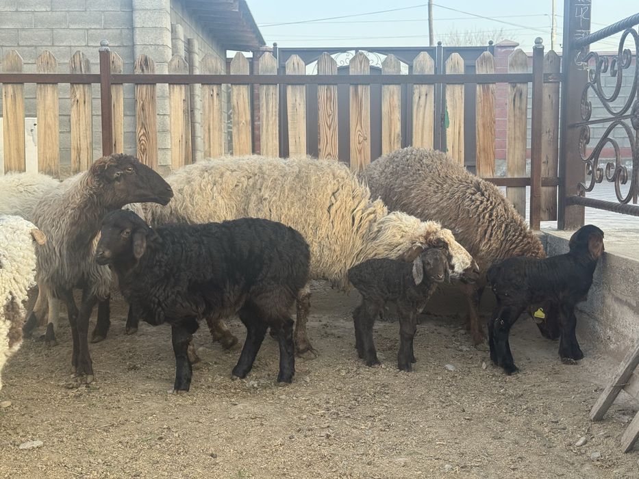 Козылы койлар сатылады.
