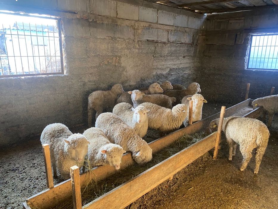 Семіз марқа тоқтылар