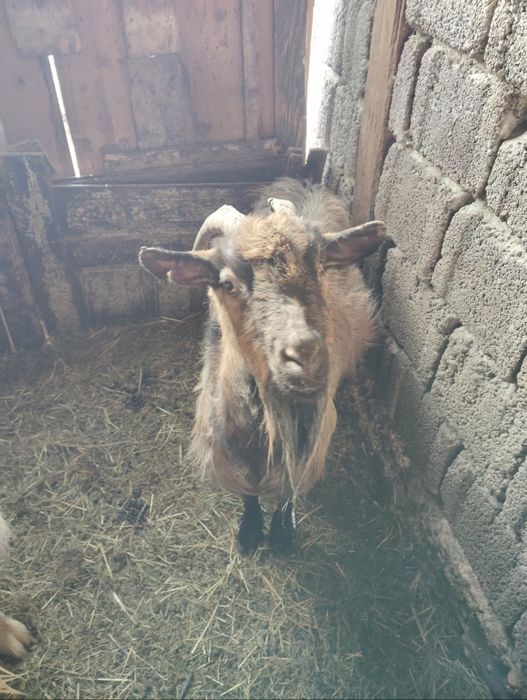 Capră    de vanzare