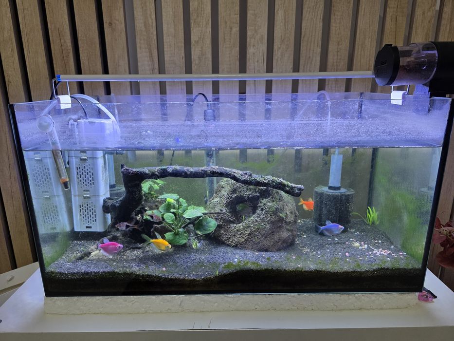 Acvariu cu toate accesoriile si pesti