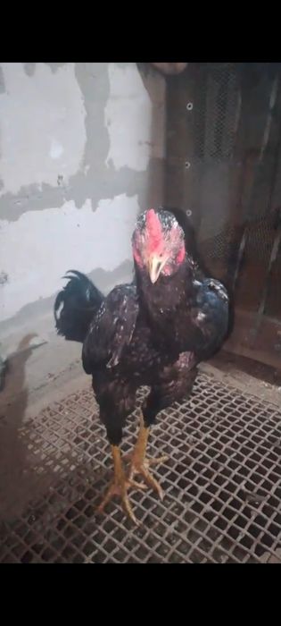 Продам на племя О Шамо немец