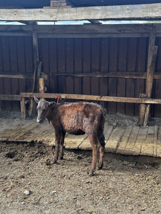 Продам телят по договорной цене