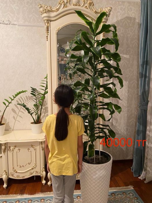 Комнатные цветы долларовые( Замиокулькас)