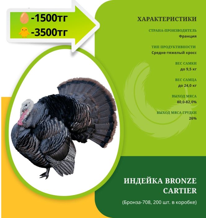 Продам индюшат с марта месяца