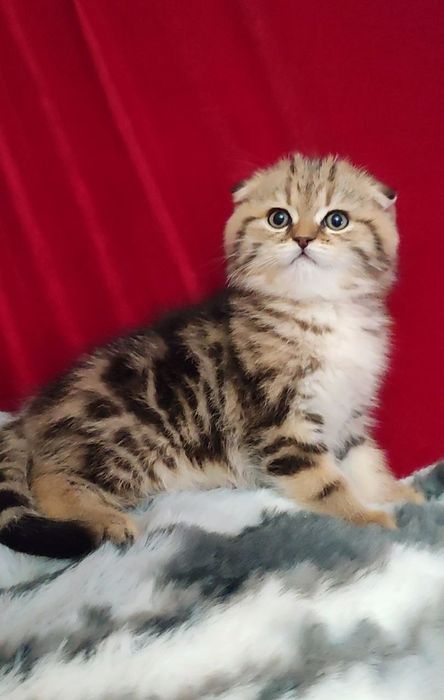 мальчик скоттиш фолд золотая шиншилла мраморная