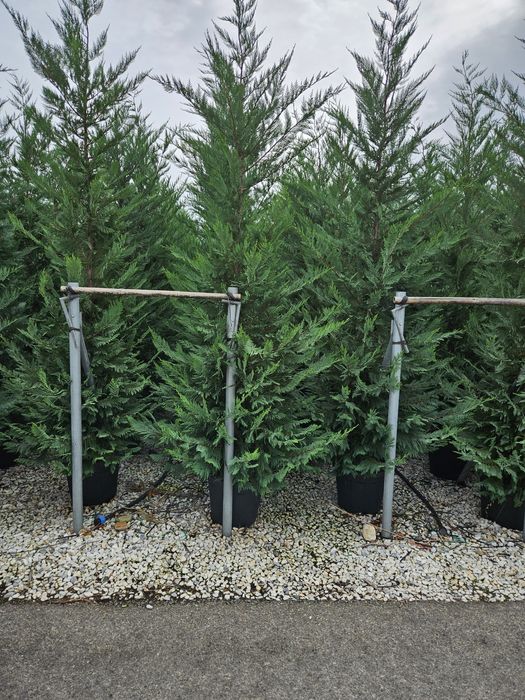 Leylandy ideeal pentru a forma un gard viu