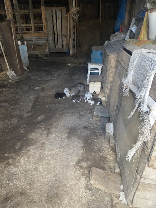 Кошка с котятами