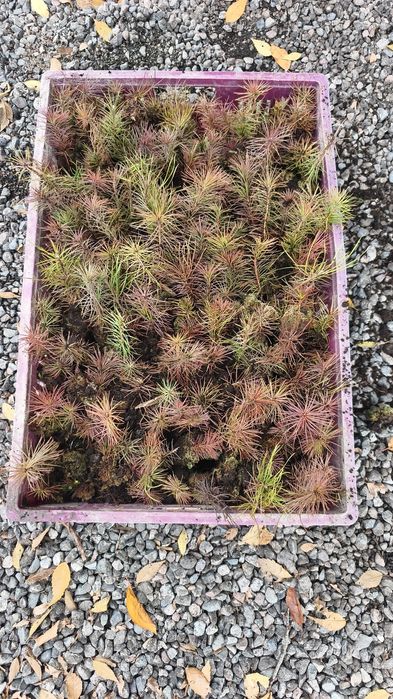 Рассада Сосны не дорого