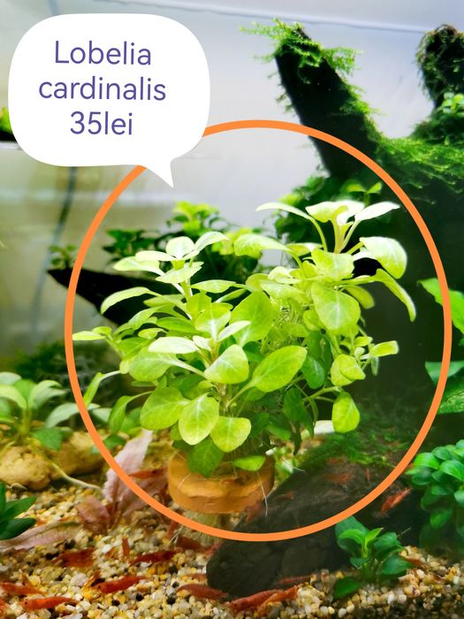 Vand plante naturale pentru acvariu