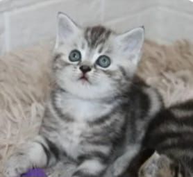 Шотланские котята