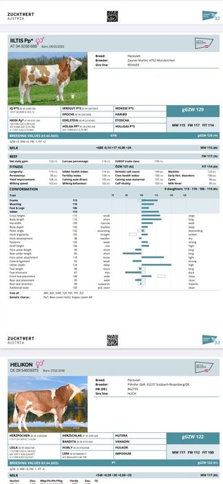 Суний бука уруглари сотувда мавзуд, Buqa urug'lari,