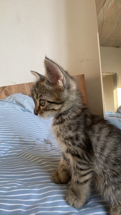 Прадаётся кошка бесплатна
