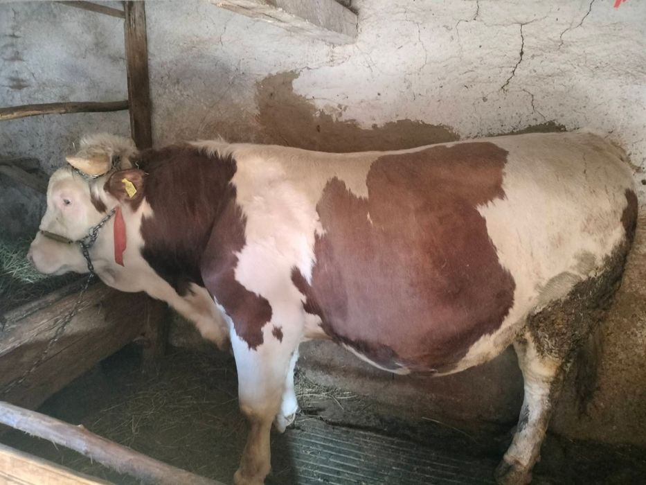 Vând Taur-Balțata Românească