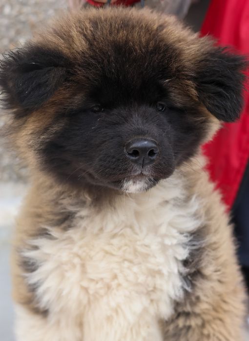 Щенки американской акиты