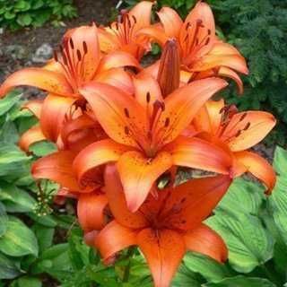 Bulbi / Rizomi de Crini Gigant Imperial , pt plantat, foarte parfumați