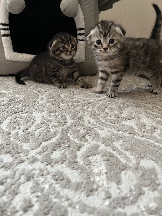 Катята породистые