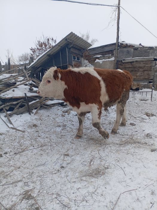 Продам быка на племя.