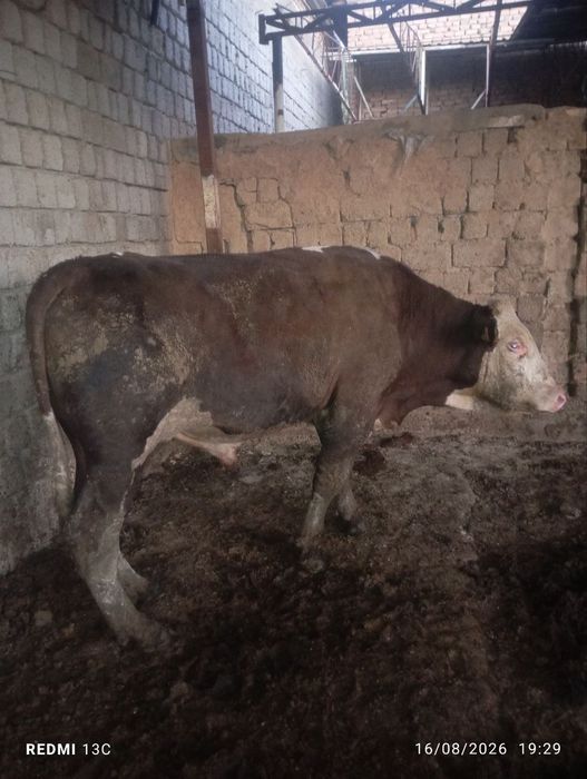 Продам бычков кибрайский район